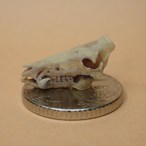 Mini wild boar skull, 1/24th scale