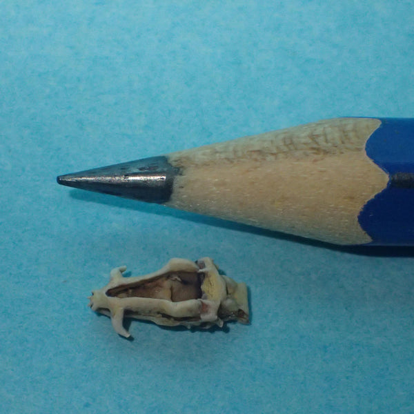 Mini wild boar skull, 1/48th scale