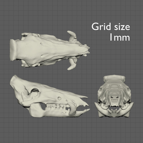 Mini wild boar skull, 1/24th scale