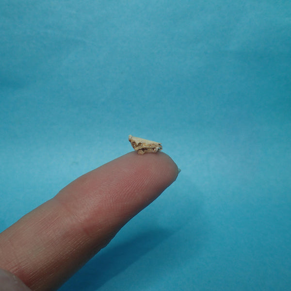 Mini wild boar skull, 1/48th scale